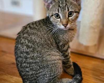 Haiku - Domestic Shorthair Female Cat for Adoption