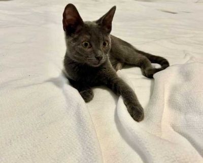 Pricess Sofia - Russian Blue Female Cat for Adoption