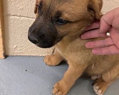 MARLON - Plott Hound/Labrador Retriever Mix Male Puppy for Adoption