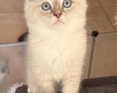 Household pet. Not registered. Kitten comes with first round of shots. Beautiful lynx Ragdoll kitten, a little bundle of joy with soft, silky fur and striking blue eyes that will melt your heart. He is a doll! Loves to play and be around you.