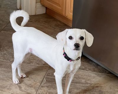 Meet Kalle - a joyful, energetic 9-month-old, 15-pound beagle mix who loves, loves, loves people. She's a happy, playful girl who lights up around anyone she meets. Kalle is full of puppy enthusiasm, always ready for fun, and smart as can be. She'll look you right in the eyes, as if waiting for her next clue - totally sold out to her person and eager to please. If you're looking for a loving, l...
