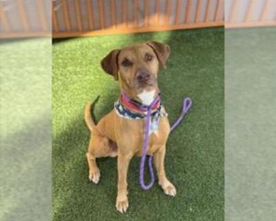 Adult * Location Las Vegas, NV, 89101 USA USA *. Dog Breed: Doberman Pinscher / Mixed (medium coat). Physical Attributes Coat Length: Medium Additional Information Was the Dog Found No
