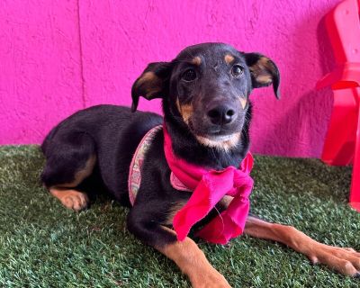 Salem - Miniature Pinscher & German Pinscher Mix Female Puppy for Adoption