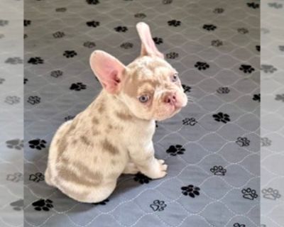 Cooper - Male French Bulldog Puppy for Sale