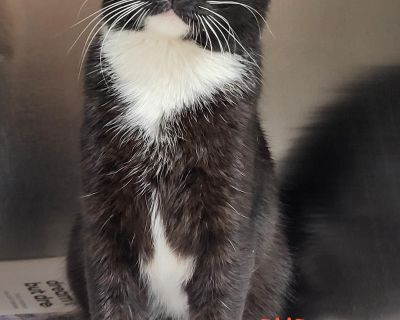 Coat length Short Health Vaccinations up to date, spayed / neutered.. Adult Male Medium Black & White / Tuxedo