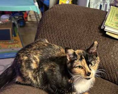 Lucky is one of three kittens born in late spring to an outside community cat named Luna, who is also Calico. The mama is so sweet, and so are all her babies. She brought her babies to me at around 2 weeks old and I have cared for them all ever since. All cats from this litter are up to date on their feline vaccine but no rabies shots as of this posting. They are also up to date on deworming an...