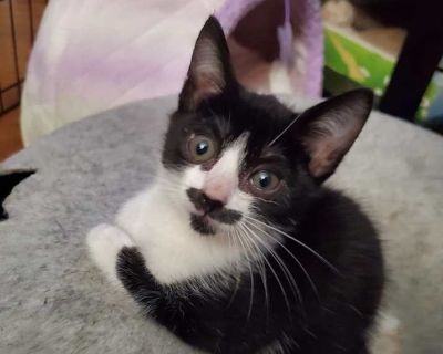 Astrid - Domestic Shorthair Female Kitten for Adoption