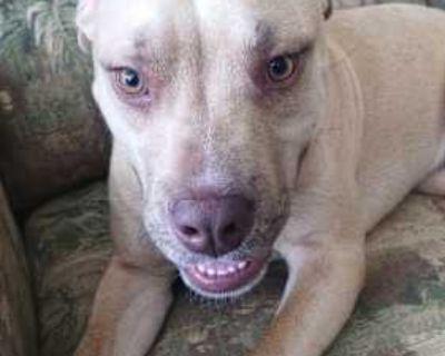 Tanner - American Pit Bull Terrier/Labrador Retriever Mix Male Dog for Adoption