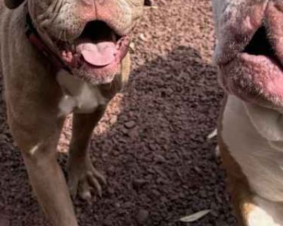 Cinderella - Boxer/American Bulldog Mix Female Puppy for Adoption