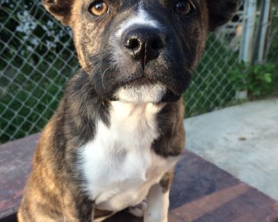 Brindle Pitbull mix puppy