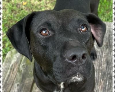 Dolly - Black Labrador Retriever & Pit Bull Terrier Mix Female Dog for Adoption