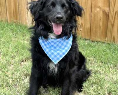 BoMoPickles - Cocker Spaniel/Australian Shepherd Mix Male Dog for Adoption
