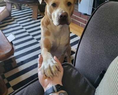 Figgy - American Pit Bull Terrier/Mutt Mix Male Dog for Adoption