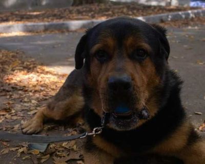 Hugo - Rottweiler Male Dog for Adoption