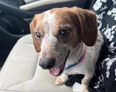 Juniper - Beagle Female Dog for Adoption