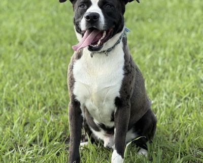 Rescue From Texas Jack is a lively and playful 3-year-old 60 lb border collie/Staffordshire terrier pup who s always ready to bring excitement and joy into your life! Jack absolutely loves socializing with other dogs. His favorite activities include engaging in fun, rough-and-rowdy play sessions, making him a perfect match for an active household. Jack is not just about play he loves attention ...