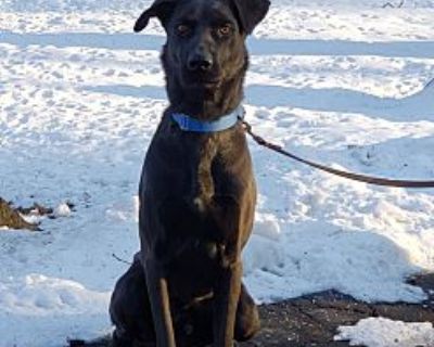 Buddy - Labrador Retriever Male Puppy for Adoption