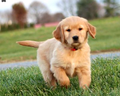 Here is a well socialized and happy natured Golden Retriever puppy available to a forever family! This beautiful pup can be registered with the AKC and comes home with a 30 day health guarantee as well as an extended genetic health guarantee, both provided by the breeders. Starbucks has been seen by a vet and is up to date on shots and de-wormer. She is being raised by a family with children an...