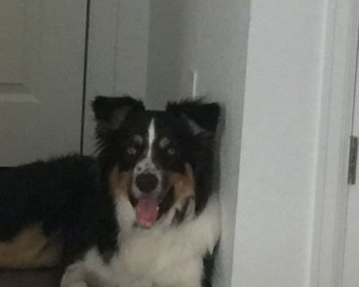Rehome Australian Shepherd