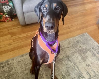 Jack - Doberman Pinscher Male Dog for Adoption