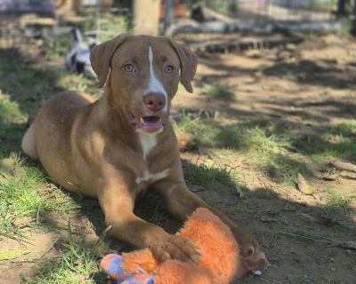 Tawny - Pit Bull Terrier Mix Female Puppy for Adoption