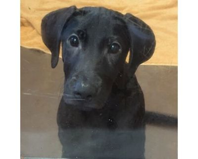 Mo - AVAILABLE - Labrador Retriever/Mixed Breed (Medium) Mix Male Puppy for Adoption