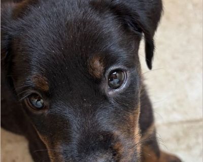 Mi Moo - Female Puppy Rottweiler mix for Adoption