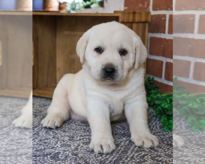 Eric - Labrador Retriever Male Puppy for Sale