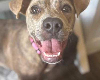 Bailey - Plott Hound Female Puppy for Adoption
