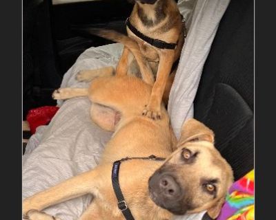 - Female Puppy Anatolian Shepherd / German Shepherd for Adoption