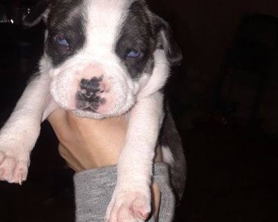 Born December 24 2018 
 White and bronze brindle girl with blue eyes