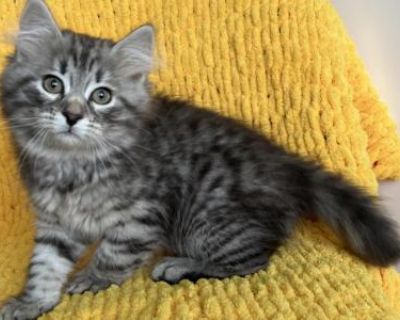 Siberian Forest Kitten - Siberian Male Cat For Sale