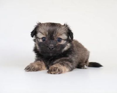 Ronnie - Male Shiranian Puppy for Sale