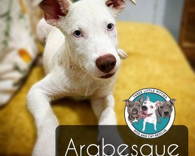 Arabesque Cuddly Ballet Dancer - Pit Bull Terrier & Labrador Retriever Mix Male Puppy for Adoption