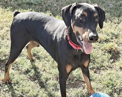 Meet Scooby the Dobie, the ultimate furry friend and adventure buddy! This brave and curious boy is always up for exploring new trails and sniffing out exciting experiences. With his athletic build and playful spirit, he's the perfect partner for all your outdoor adventures. But don't be fooled by his energetic exterior, Scooby also knows how to relax and unwind with the best of them. He's a lo...