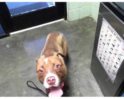 APOLLO - American Pit Bull Terrier Male Dog for Adoption