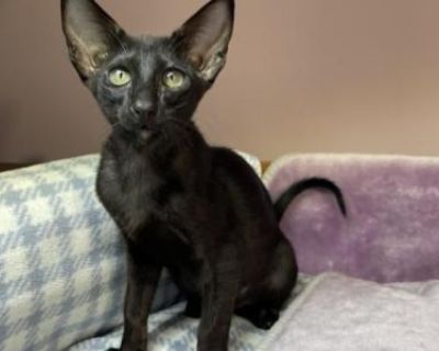 Asti - Oriental Female Kitten For Sale