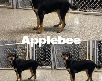 Meet Applebee! She was born 3/21/25 and is a small lab mix. She is still learning how to walk on a leash but this litter is extremely smart and catching on quickly. She loves other dogs and people. She is spayed, dewormed, vaccinated, current flea/tick/heartworm prevention and microchipped. If interested, please complete an application found on website. Phelpscountyanimalrescue.net or the follo...