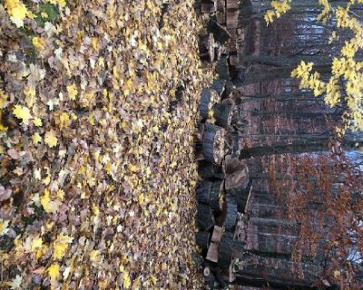 Free Oak, Maple and Beech wood.
