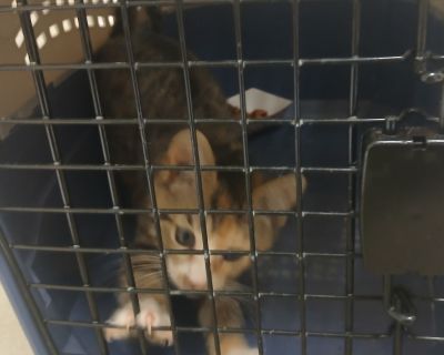 9 kittens left at the shelter clinic door.. Health Vaccinations up to date.. Kitten Female Small Brown / Chocolate , Orange / Red