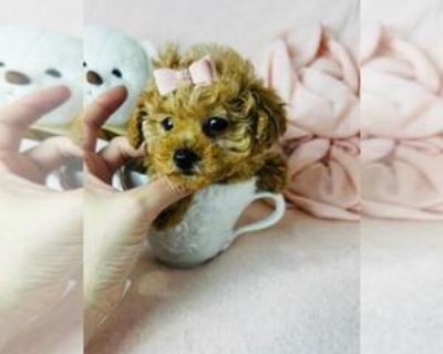 12 Weeks Old * Size at Maturity: Small * Availability Date: 08/15/2025 * Shipping Area: Nationwide * Payment Method: Paypal, Escrow Service, Credit Cards, Cash *. I can hand deliver to your home or hotel for a low fee. Puppies start at $1550 and up. Teacup and Toy poodles I can hand deliver for a low fee. Adorable litter of Maltese Puppies. Males and Females Teacups and Tiny toys with baby doll...