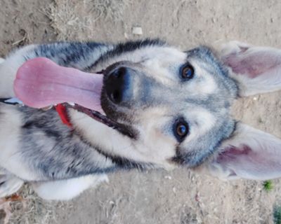 KIRA - German Shepherd Dog & Husky Mix Female Dog for Adoption