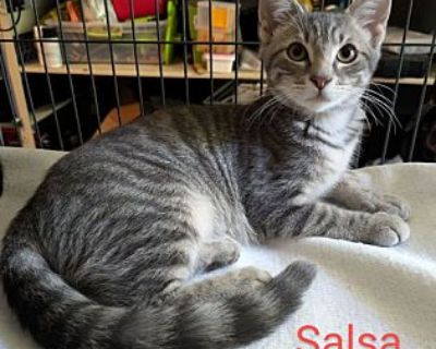 Salsa - Domestic Shorthair Female Kitten for Adoption