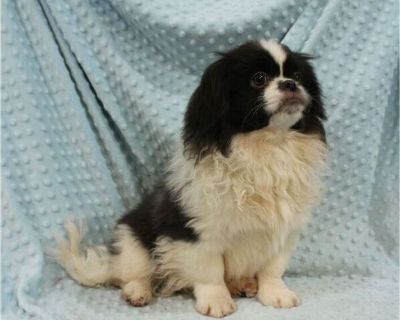 Hawkeye - Pekingese Male Puppy for Sale