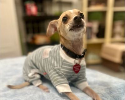 Meet PEEWEE! More pics here: https://www.facebook.com/share/p/1cBK1mcDdy/ PEEWEE is an adorable little chi mix, about 3 years old and weighs about 8 lbs. PEEWEE is a total love bug who blended seamlessly into his foster home among other dogs of all sizes and kids! He is a mild mannered little guy who loves cuddling and get belly rubs. He does have a playful side, too, and will keep busy with to...