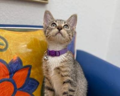 Millie Hughes - Domestic Shorthair Female Cat for Adoption