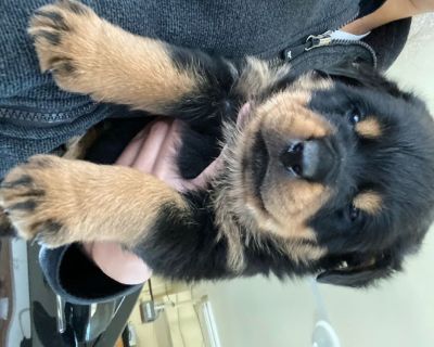 Rottweiler Puppies for Sale