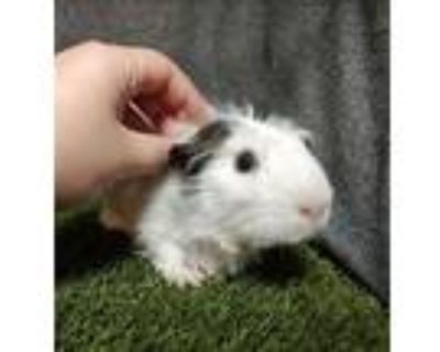 Almond Joy, Guinea Pig For Adoption In Vancouver, Washington