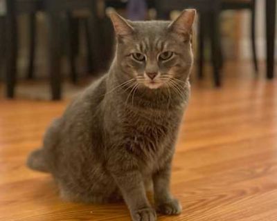 Graysie - Domestic Shorthair Female Cat for Adoption