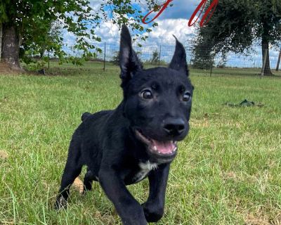 Griffin - Shepherd & American Bully Mix Male Puppy for Adoption